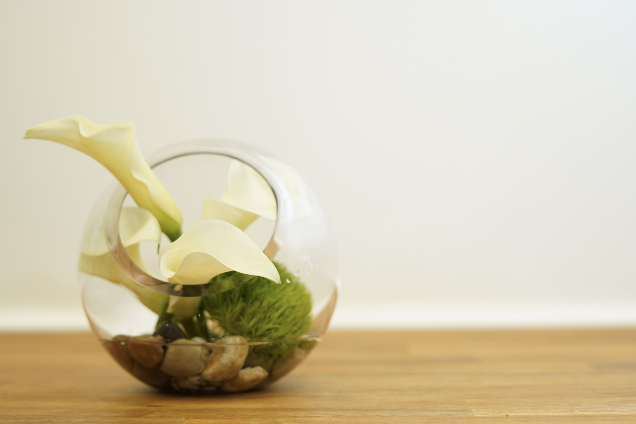 Arum Lily Landing Background Calla Lily