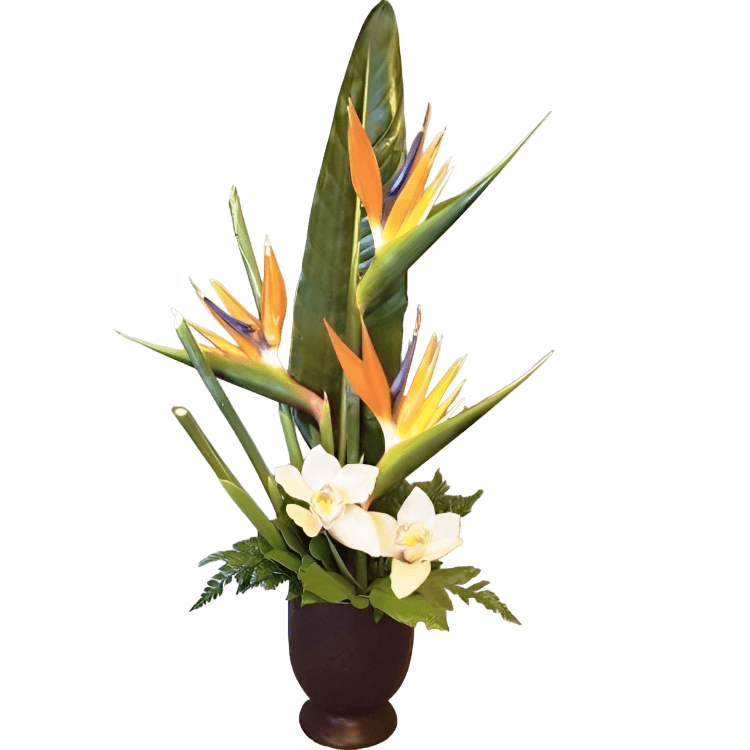 High Tropics
