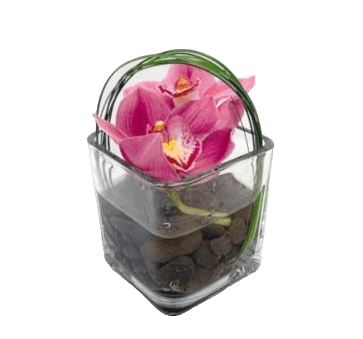 Charming Orchid