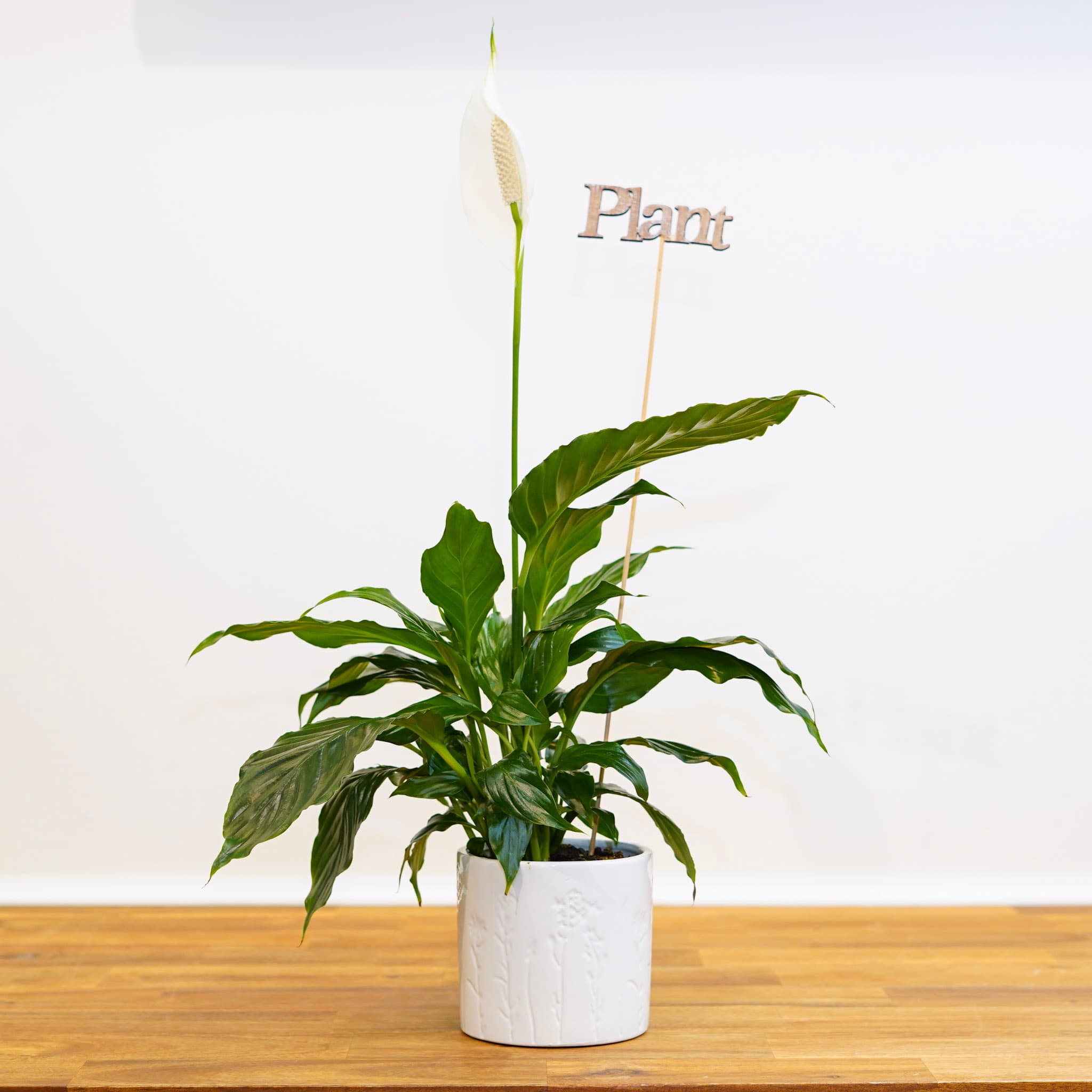Plants Flowers Image